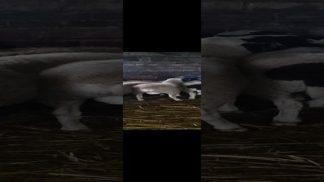 1000078465.mp4
