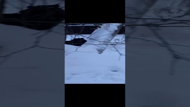 Ротвейлеры разыгрались