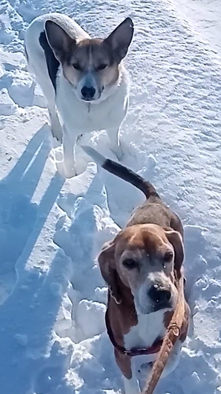 Наши собаки! 😁🥰