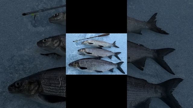 Блесна Охотник-мормышка от Mr.Musurok в деле 🎣
