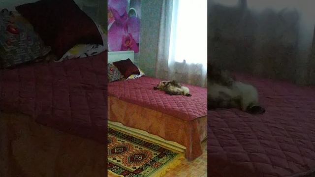 Мой комочек счастья!