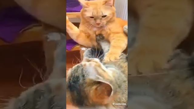scene_output.mp4