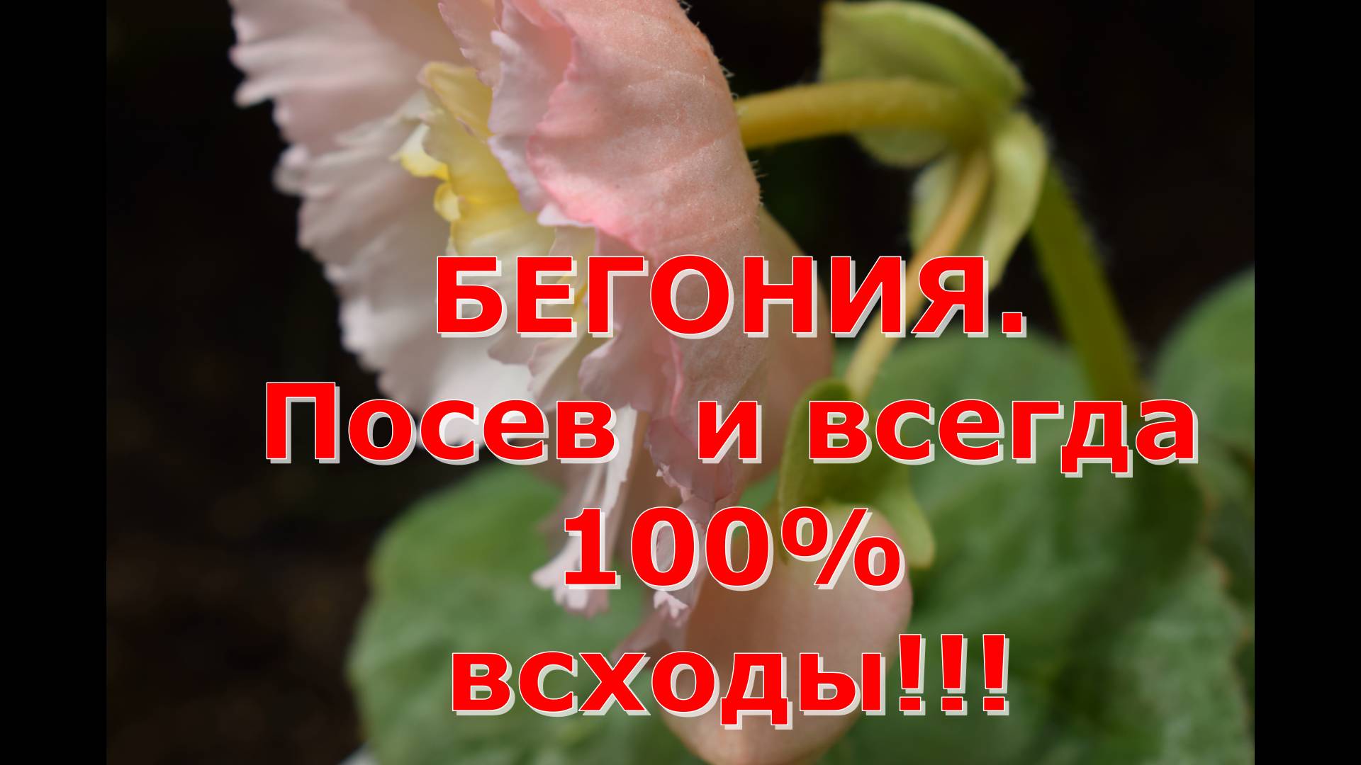 Бегония. Посев двумя способами и всегда 100% всходы.
#красота#цветы#бегония