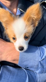 Предлагается мальчик папийон бело рыжего окраса. Он в полном порядке.