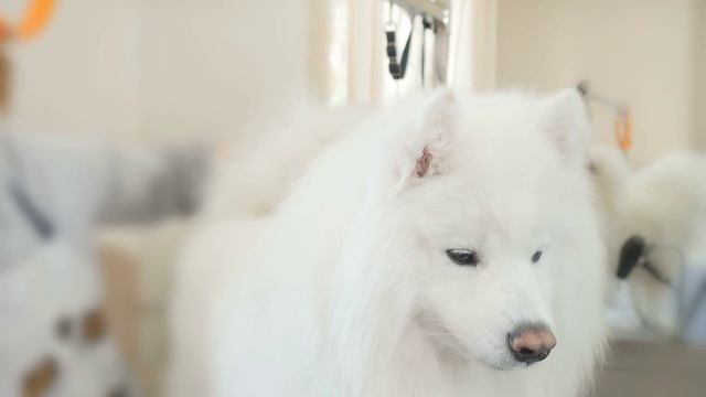 🐶 Груминг для собак: что влияет на цену?