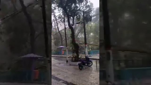 Сильные ветры обрушились на Рио-де-Жанейро. Несколько деревьев были вырваны с корнем