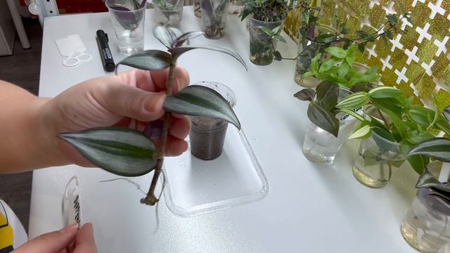 Сажаю традесканции и каллизии 🌺