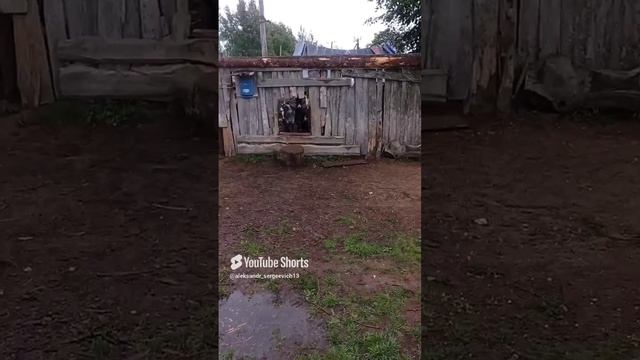 Не пускаем козла к козочкам