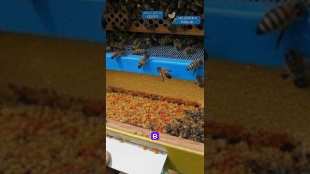Как собирают ПЫЛЬЦУ?!🐝🌼#здоровоепитание #рек #здоровье #зож #еда #мёд #пыльца #пчеловодство