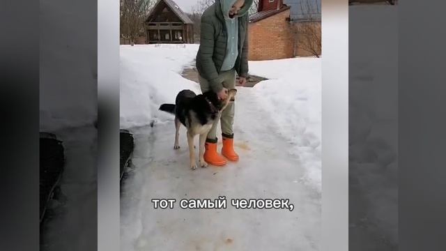Пёс, который долго ждёт удачи, но не унывать, а верит