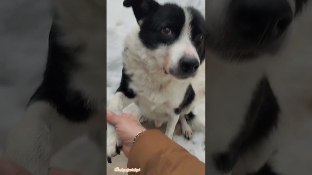 Бимка подаёт лапу 🐕