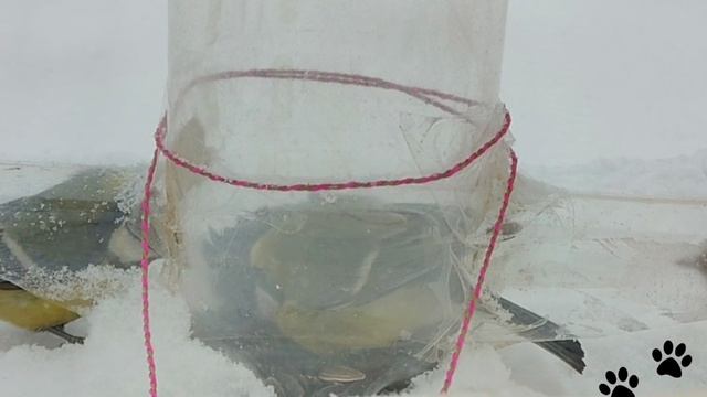 Синица захватила всю кормушку. Сидит внутри и выбирает семечки