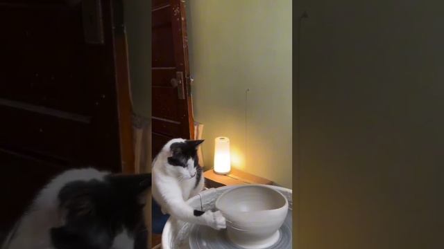 Кот помощник