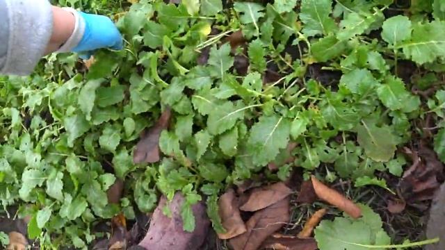 Помыли называется отливы😍Рулетики из грудки 😋Марфушечка будет мерзнуть😍Дом на Кубани🏡