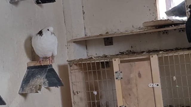 В  Подмосковье первый снежок..mp4