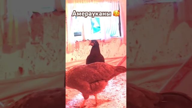 Наши первые курочки, пусть будет здесь это видео.