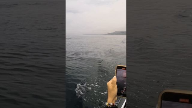 путешествие на легендарный маяк Анива в сопровождении семейства косаток