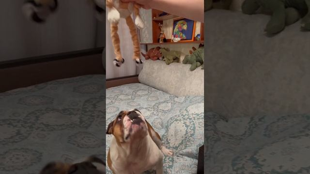 Черри и овечка #shorts #bulldog #englishbulldog #cute #бульдог #английскийбульдог