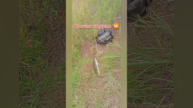 Огромная щука  #природа2023 #щуканаблесну #рыбалка #берегитеприроду