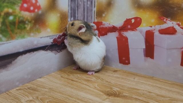 Хомячки на продажу. Хомячок умывается