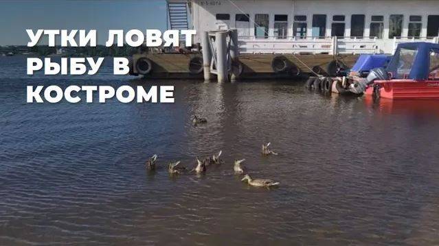Утки ловят рыбу в Костроме. Река Волга