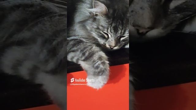 Кузьма