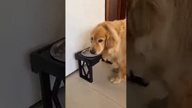 Полотёр😂🐕