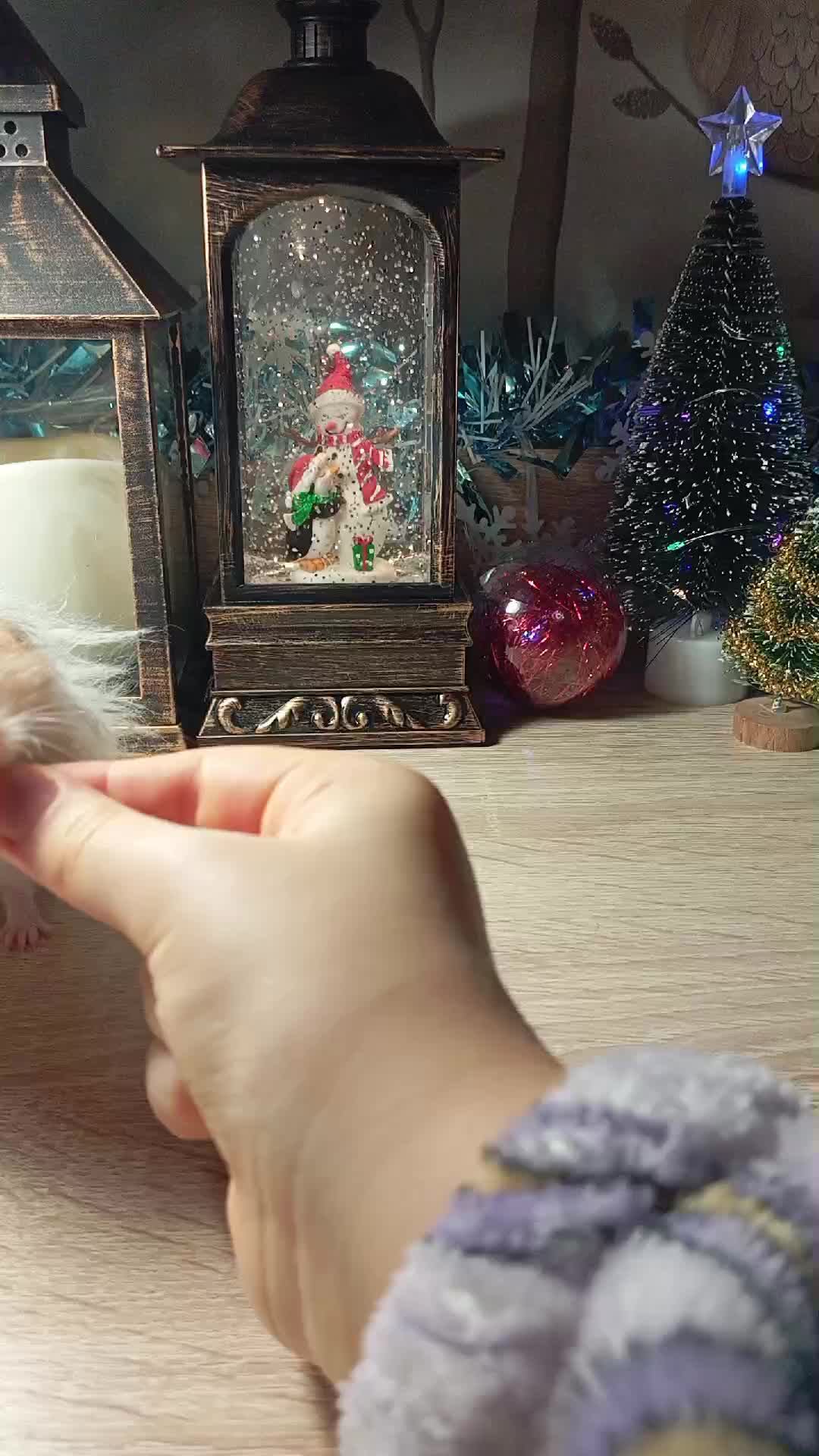 Фенюша в новогодних украшениях 🐹🎇🌲