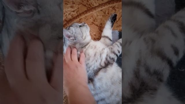 Машка болдеет когда ей спинку чешут🐱🐱🐱