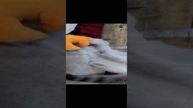 VID_20241021_184240.mp4