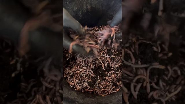 Правильные слова #вода #shortsvideo #биогумус #дендробена #worms #рыбалка