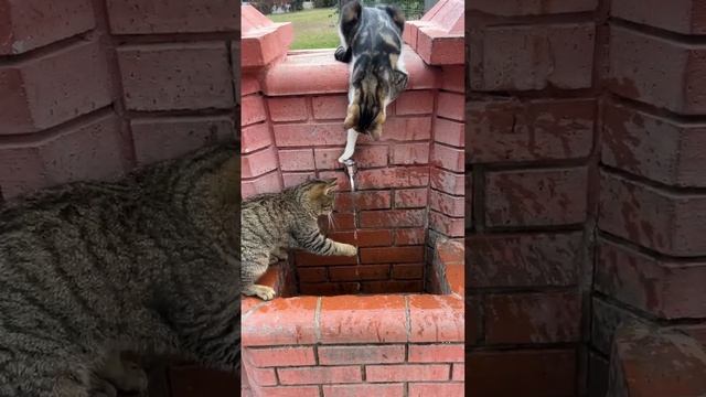 Кошачий водопой♥️