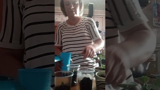 Накосячила с посадкой огурцов. Выращиваю дальше 🤣.
