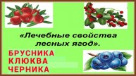 ЛЕЧЕБНЫЕ СВОЙСТВА БРУСНИКИ КЛЮКВЫ ЧЕРНИКИ