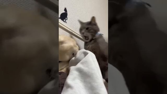 Не кусай руку, которая кормит!