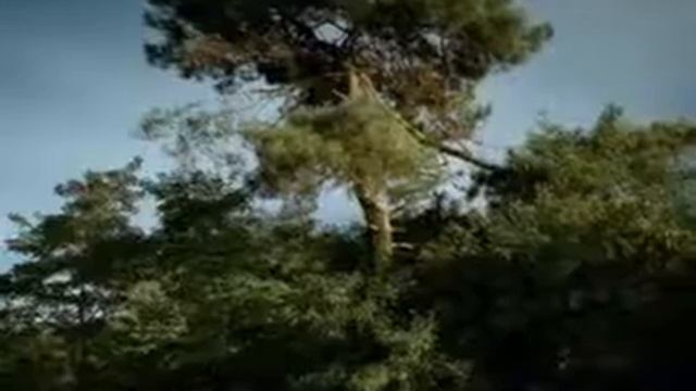 современные животные