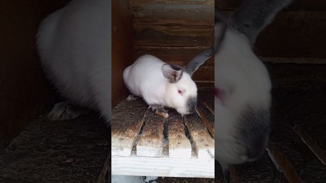 Калифорнийские кролики 🐇🐇🐇. Что не так 🤔 с кроликами?