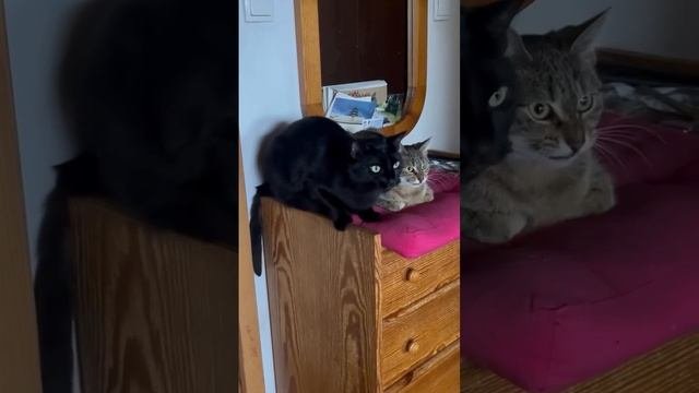 Говорящие котики😂