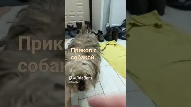 Собачка