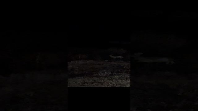 22-12-2024 как я люблю Краснодар💖.  Посмотрите сколько тут Зайцев бегают по полю. Красота🐰🌹