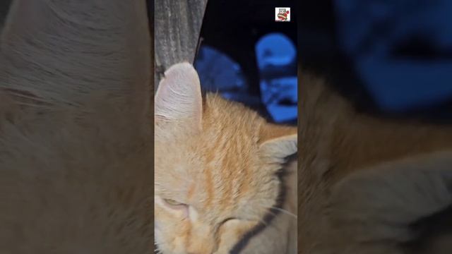 Рыжуля не смотря на мороз вышел на прогулку в прекрасном настроении ❄️❤️😽