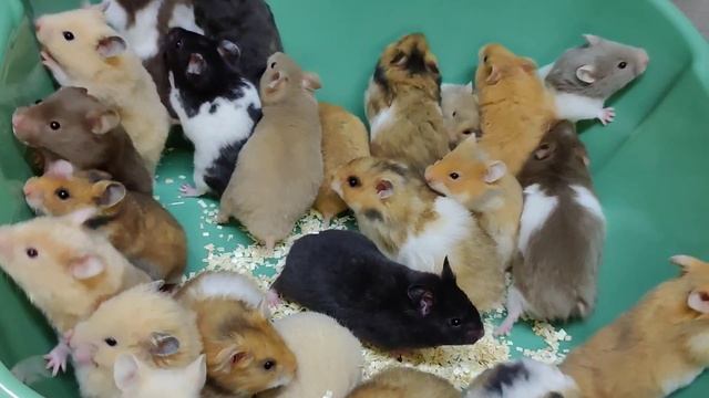 Хомячата Питомника Разные Окрасы