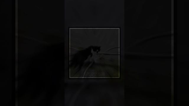 |Эдит Анука давайка|