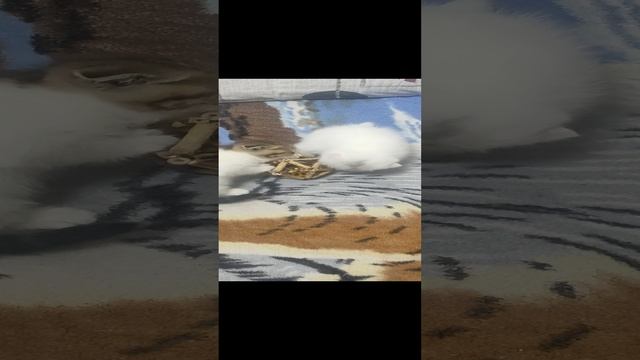 VID_20241221_214155