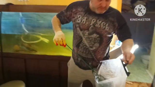 осётр и стерлядь в домашнем узв аквариуме_взвешиваем рыбу