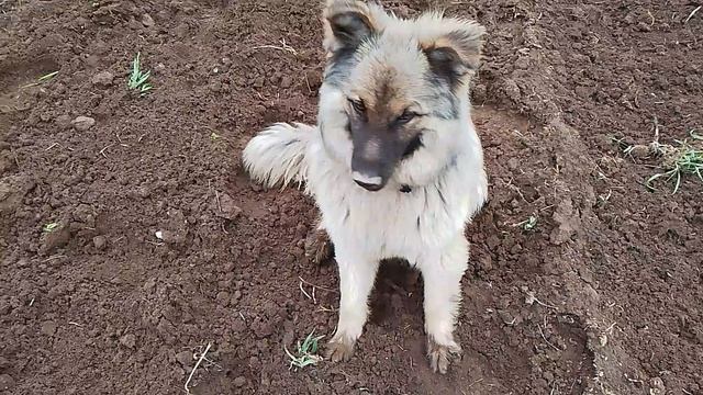 картошку посадил