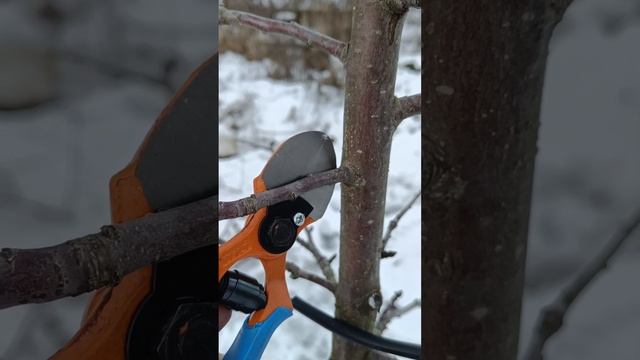 🌳ИНТЕНСИВНАЯ ОБРЕЗКА ЯБЛОНИ 🍎
