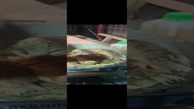 рыбалка вечер ужин