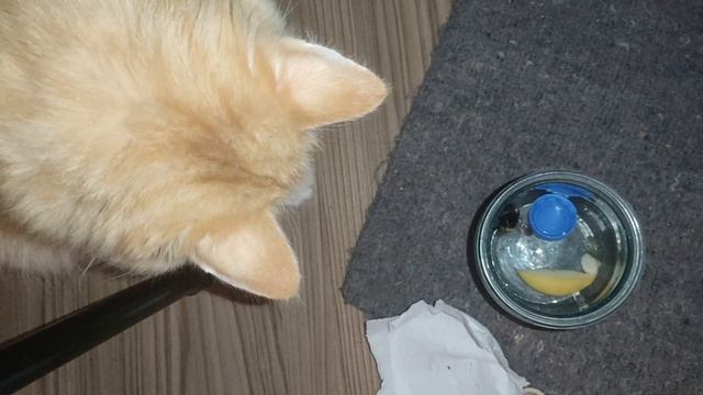 Шмель 6 поел и жужжит теперь коту интересно стало  Bumblebee ate & buzzes now the cat is interested