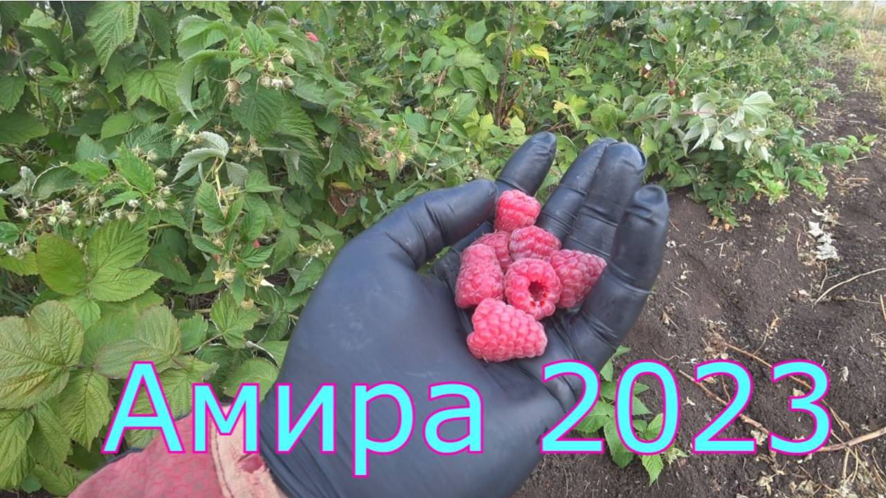 №53 г. Оренбург 28 августа 2023 ремонтантный сорт малины Амира